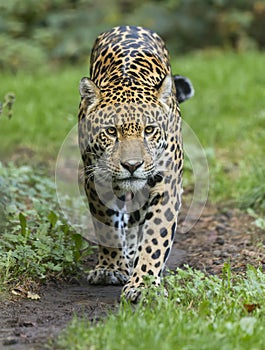 Frontal Close-up view of a Jaguar