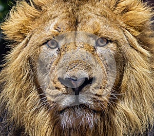 Frontal Close up view of a male Asiatic lion