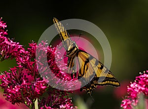 A frontal close up view of a Swallowtail butterfly in a Red Valerian flower garden