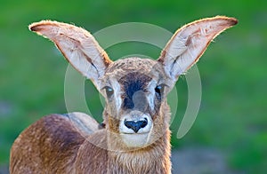 Frontal close up of a young Roan Antelope