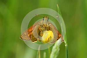 Frontal closeup of adorable Large skipper butterfly on yellow flower in the green meadow