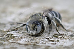 Frontal closeup on a blue eyed male spined mason bee, Osmia spinulosa
