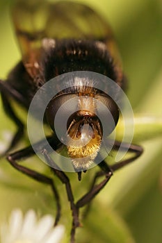 Frontal closeup on the Bumblebee hoverfly, Volucella bombylans