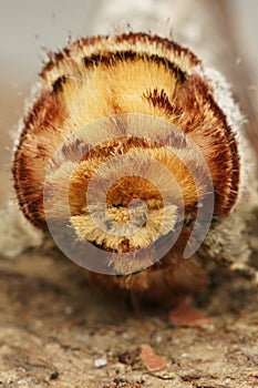 Frontal closeup on a colorful Prominent puss moth, Phalera bucephala, sitting on wood