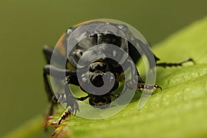 Frontal closeup on the common sexton beetle, Nicrophorus vespilloides photo