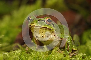 Frontal closeup of a green Pacific treefrog , Pseudacris regilla