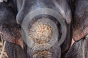 Frontal closeup of the head of a female Indian elephant