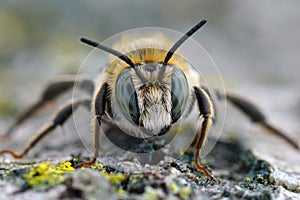 Frontal closeup on a male golden-tailed woodborer bee, Lithurgus chrysurus