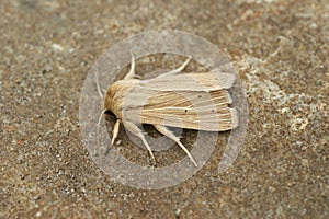 Frontal closeup of the pale brown colored common wainscot moth, Mythimna pallens on a piece of wood