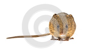 Frontal harvest mouse isolated on white background