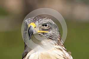 Frontal Head Study of a Ferruginous Hawk.