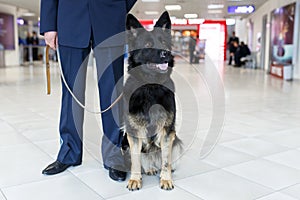 Frontal image of a dog for detecting drugs at the airport standing near the customs guard. Horizontal view