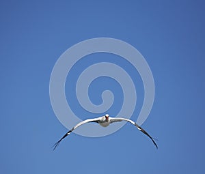 Frontal image of a flying stork on blue sky background