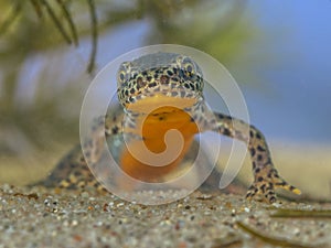 Frontal image of male Alpine Newt