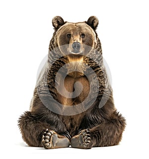 Frontal image of sitting brown bear on white