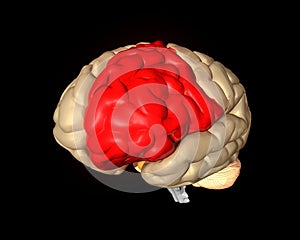 Frontal Lobe photo