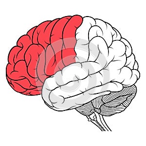 Frontal lobe of human brain anatomy side view flat