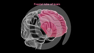 Frontal area of Human brain photo