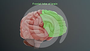 Frontal area of Human brain photo