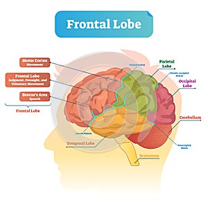 Frontal lobe vector illustration. Labeled diagram with brain part structure