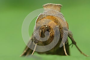 Frontal macro shot of a hairy burnished brass moth ,Diachrysia chrysitis, sitting on a green leaf