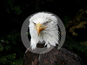 Frontal portrait of Bald Eagle, bird of prey