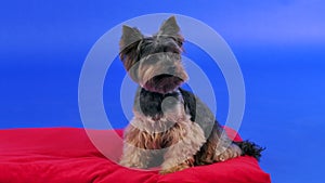 Frontal portrait of a cute Yorkshire terrier in a studio on a blue gradient background. The pet sits in full growth on a