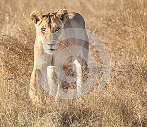 Frontal portrait of female lion walking toward and staring at viewer in tall grass landscape