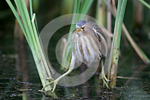 Frontal portrait female little bittern