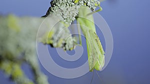 Frontal portrait of Green praying mantis hangs under tree branch and cleans its paws on green grass and blue sky background.