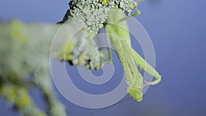 Frontal portrait of Green praying mantis hangs under tree branch and cleans its paws on green grass and blue sky background.