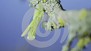 Frontal portrait of Green praying mantis hangs under tree branch and cleans its paws on green grass and blue sky background.