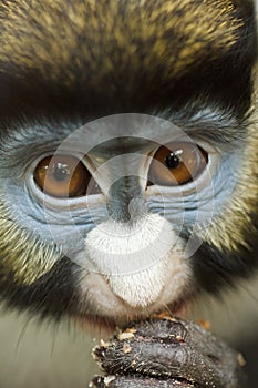 Frontal Portrait of Lesser Spot-Nosed Monkey