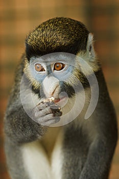 Frontal Portrait of Lesser Spot-Nosed Monkey