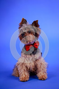 Frontal portrait of a long haired Yorkshire terrier with a red bow tie around his neck. The dog sits in the studio on a