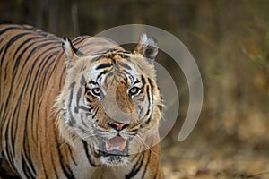 frontal portrait of a mature male tiger against dry bamboo forest background