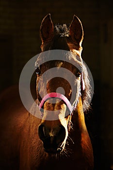 Frontal portrait of red horse on black background.