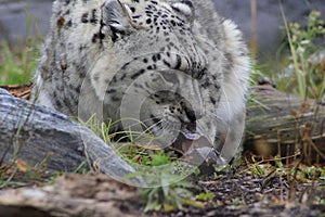 Frontal Portrait of Snow Leopard in Snow