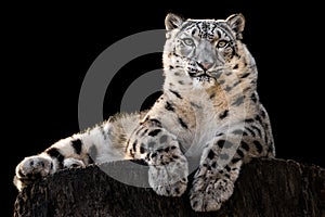 Sunbathing Snow Leopard III photo