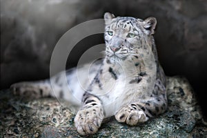 Snow leopard portrait photo