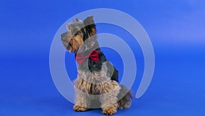 Frontal portrait of a Yorkshire terrier with a red bow tie around his neck. The dog sits and rolls its head to the sides