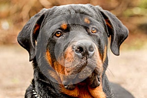 Frontal Rottweiler Dog Portrait