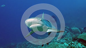 A front shot of a Grey Reef Shark photo