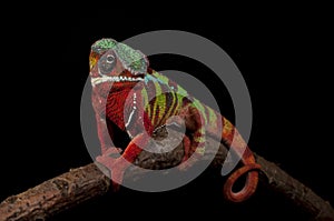 Frontal shot of a panther chameleon from Ambilobe, Madagscar