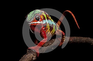 Frontal shot of a panther chameleon from Ambilobe, Madagscar photo