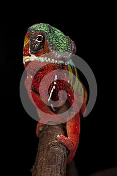 Frontal shot of a panther chameleon from Ambilobe, Madagscar