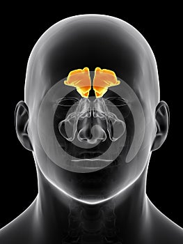 The frontal sinus photo