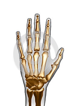 Frontal top view image of bones the of hand.