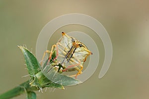 Frontal upward angle closeup on a colorful mediterranean shieldbug, Carpocoris mediterraneus atlanticus