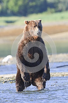 Frontal vertical of brown bear standing